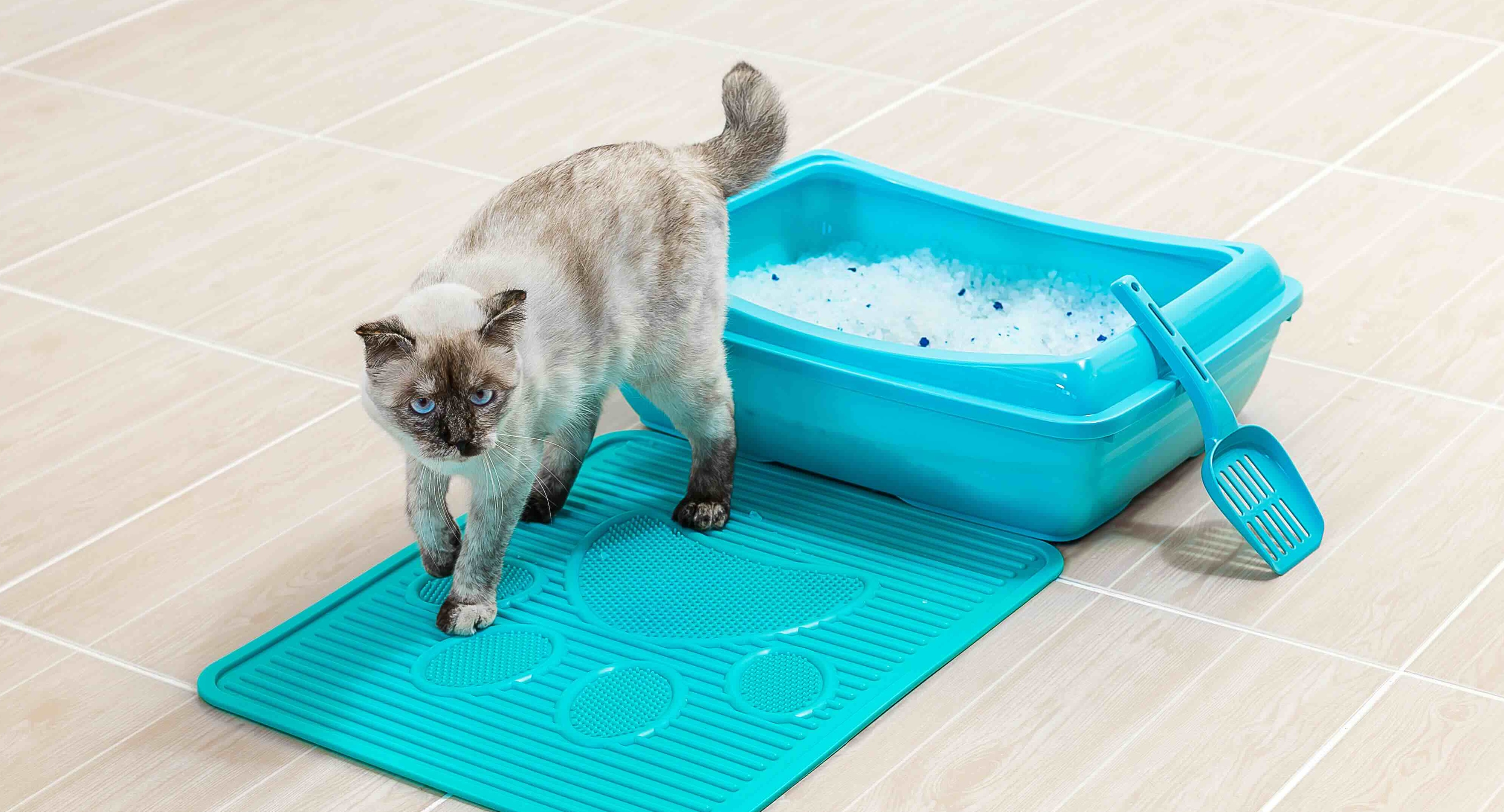 Açık Tuvaletler ve Paspaslar